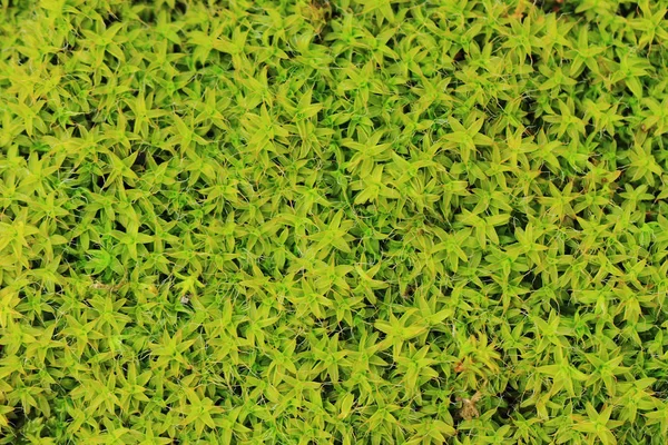 Sfondo muschio verde — Foto Stock