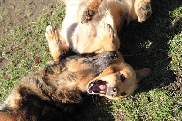 Dos perros de pelea — Foto de Stock