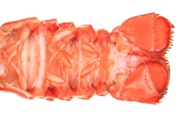 Orange lobster isolated — Stock Photo, Image