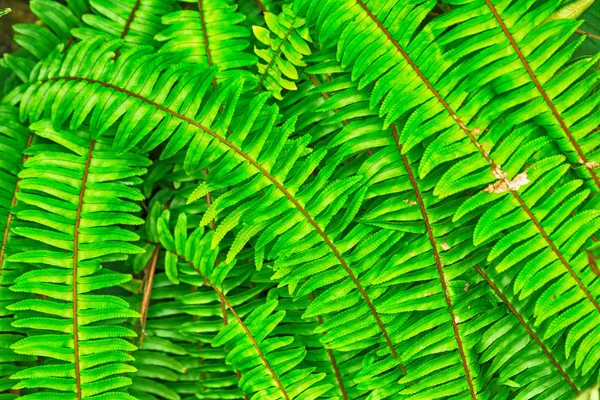 Green natural leaf background — Stock Photo, Image