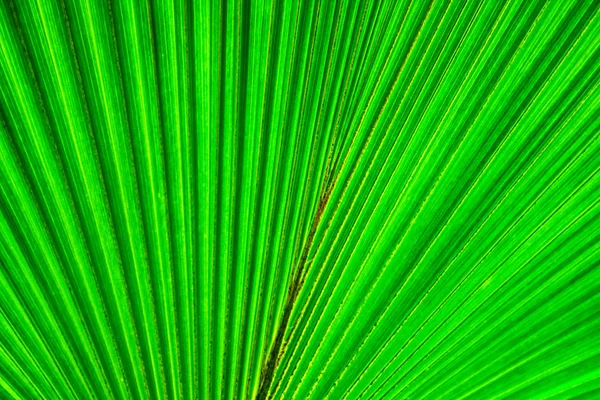 Fondo de hoja natural verde — Foto de Stock