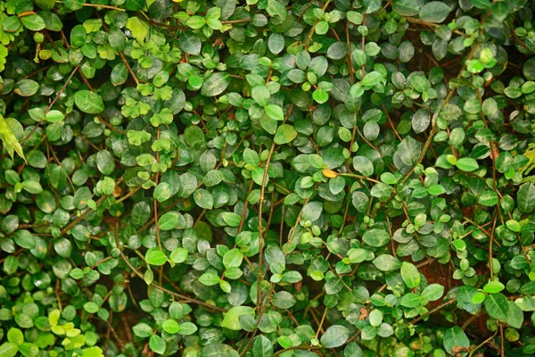 Fundo verde folha natural — Fotografia de Stock