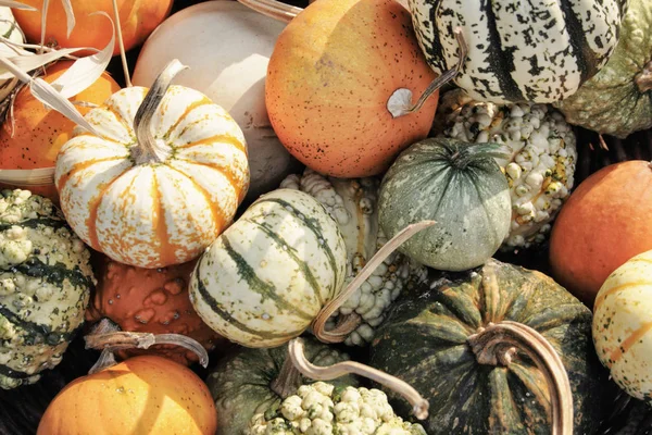 Calabazas de otoño textura —  Fotos de Stock