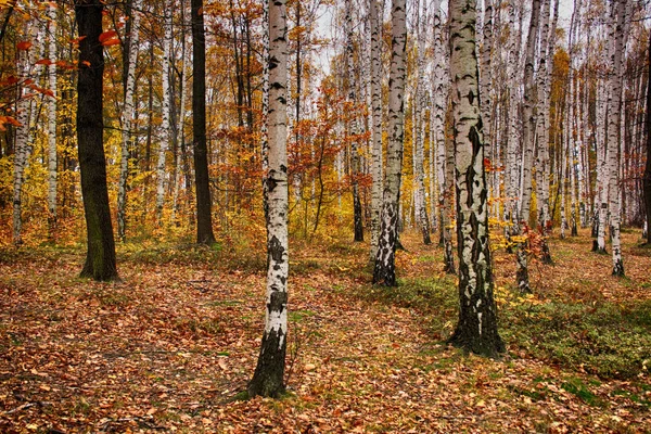 秋の自然林 — ストック写真