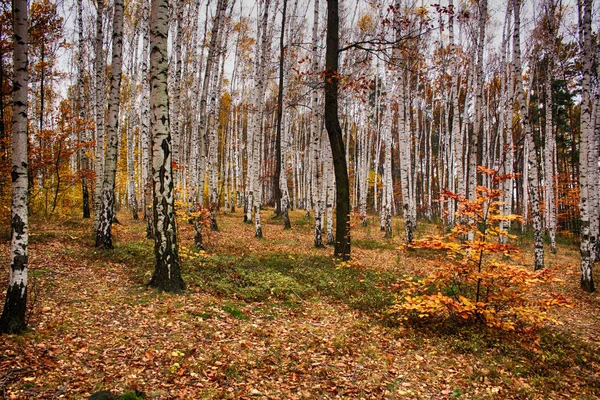 Autumn natural forest — Stock Photo, Image