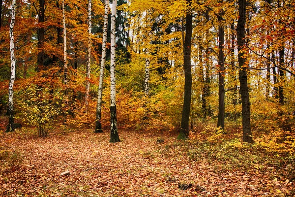 Sonbahar doğal orman — Stok fotoğraf