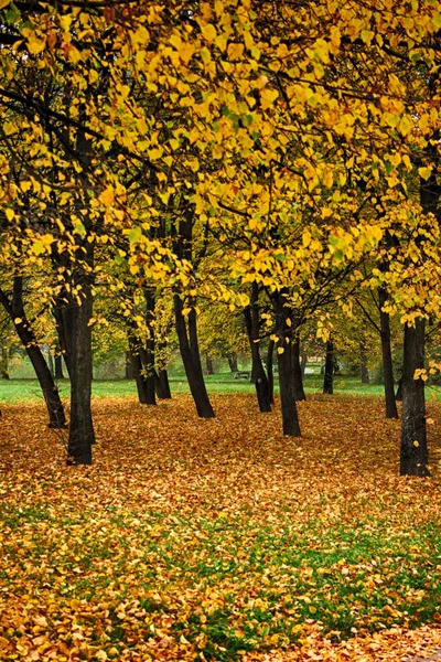 秋天的颜色森林 — 图库照片