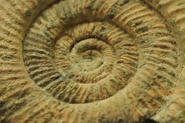 Ammonites texture fossile — Photo