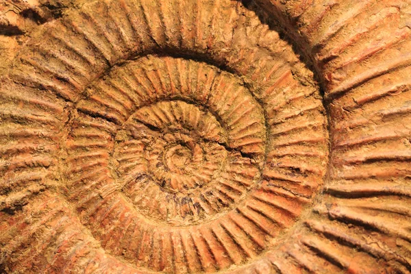 Ammonieten fossiele textuur — Stockfoto