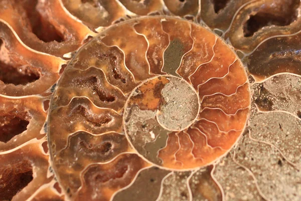 Ammonites fossil texture — Stock Photo, Image