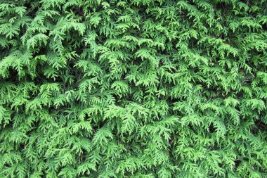 Park ağaç yeşil doku