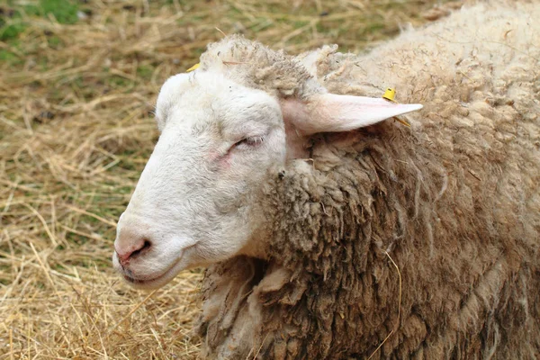 Szef owiec — Zdjęcie stockowe