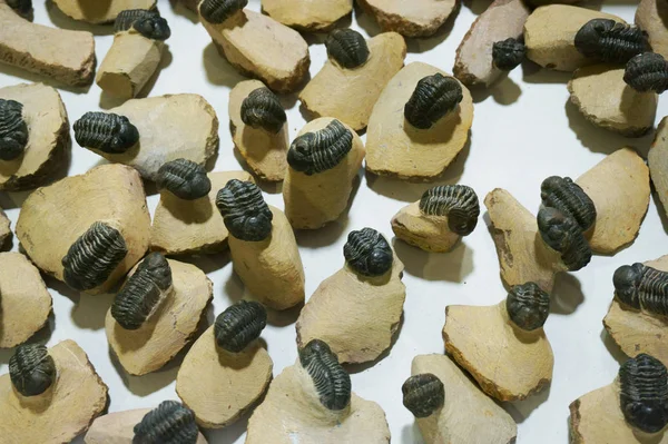 Colección de fósiles de trilobites — Foto de Stock