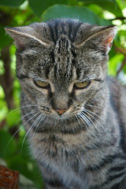 yeşil bitki gri kedi