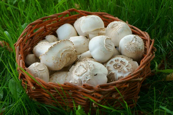Свіжі гриби гриби — стокове фото