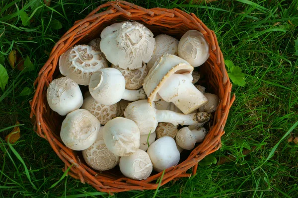 Świeże grzyby champignon — Zdjęcie stockowe