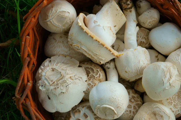 Świeże grzyby champignon — Zdjęcie stockowe