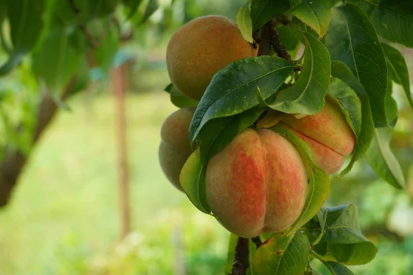 Peach tree detail — Stock Photo, Image