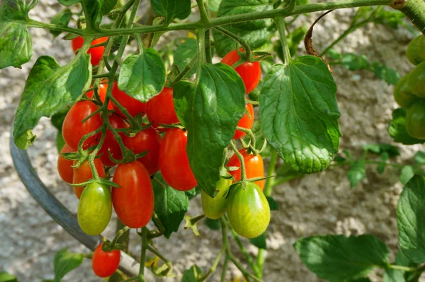 番茄植物背景 — 图库照片