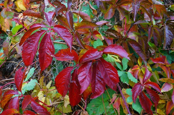 Woodbine колір листя — стокове фото