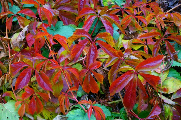 Holzbinde Farbe Blätter — Stockfoto