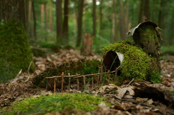 Litet hus i mossan — Stockfoto