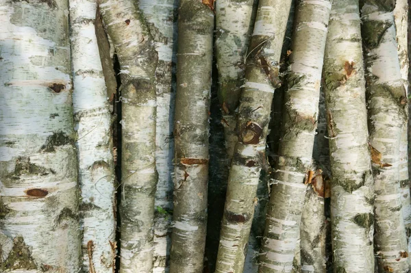 Březové dřevo textury — Stock fotografie