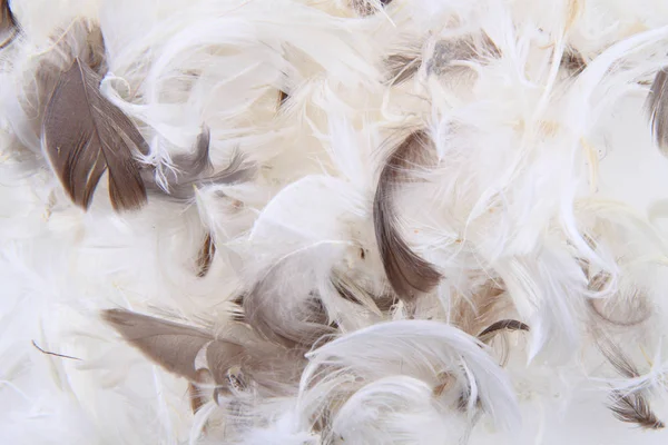 Bird feathers texture — Stock Photo, Image