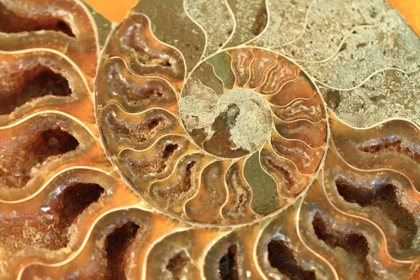 Ammonites fossil texture — Stock Photo, Image