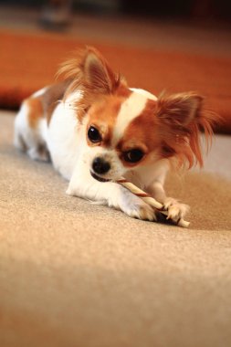 küçük chihuahua köpek yemek yiyor