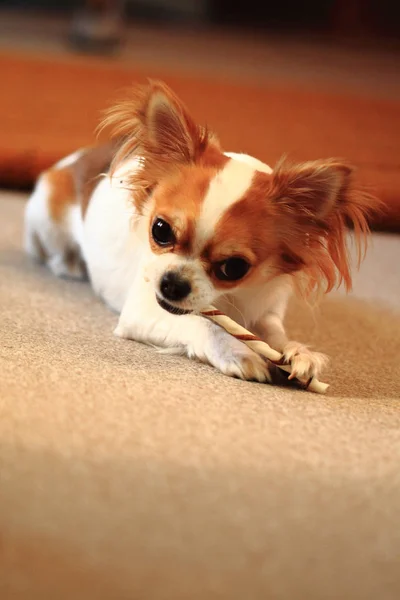 Small chihuahua is eating dog snack — Stock Photo, Image