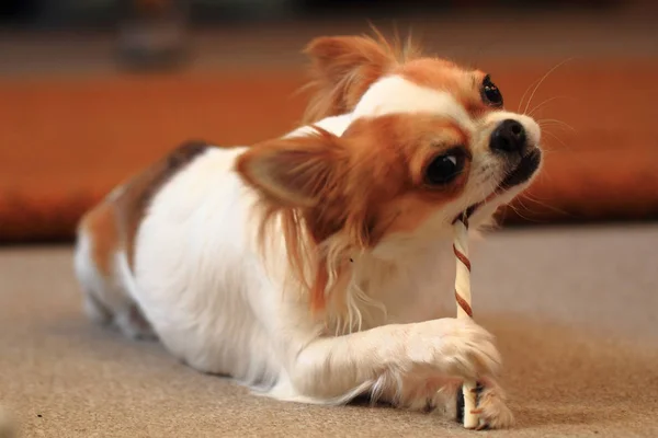 Small chihuahua is eating dog snack — Stock Photo, Image