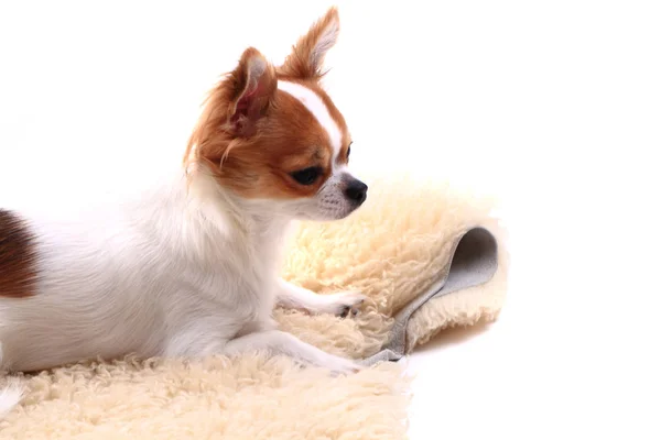 Chihuahua dinleniyor — Stok fotoğraf