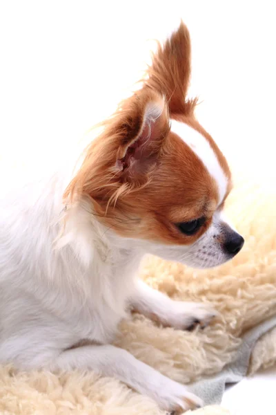 Chihuahua está descansando — Foto de Stock