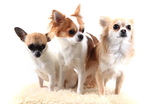 Tres chihuahua está descansando —  Fotos de Stock