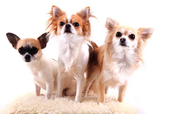 Drei Chihuahua ruhen sich aus — Stockfoto
