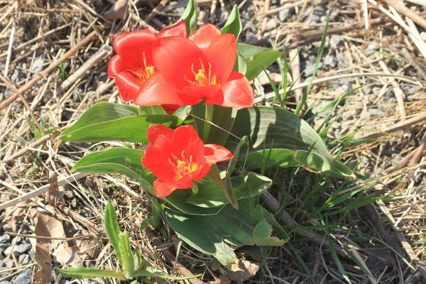 赤いチューリップの花 — ストック写真