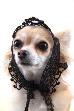 Chihuahua olarak tatlı bayan