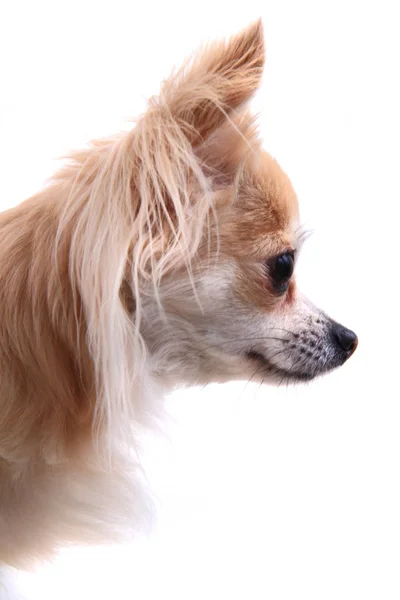 Detalhe chihuahua de cabeça — Fotografia de Stock