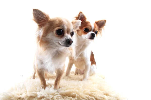 Zwei Chihuahua ruhen sich aus — Stockfoto