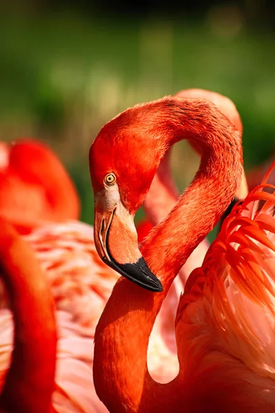 Detalhe pássaro flamingo — Fotografia de Stock