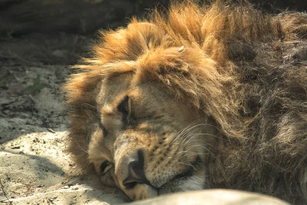 O leão está a descansar. — Fotografia de Stock