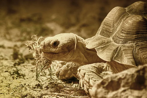 Vecchio mangiare tartaruga — Foto Stock