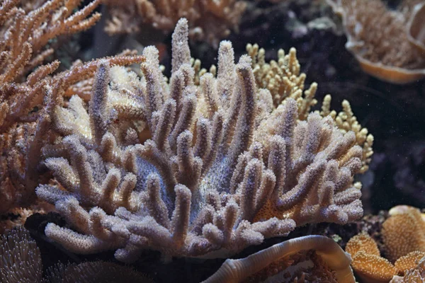 すてきな水族館の背景 — ストック写真