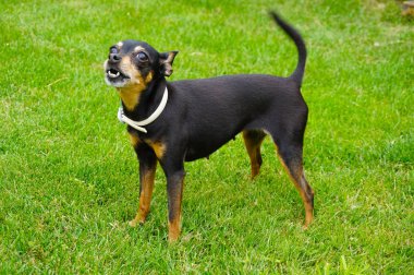 Prag ratter köpek