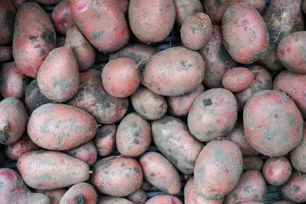 Patatas rojas con tierra —  Fotos de Stock