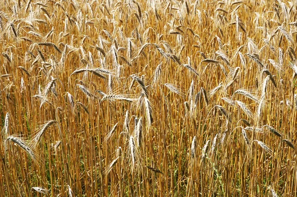 Golden corn field — Stock Photo, Image