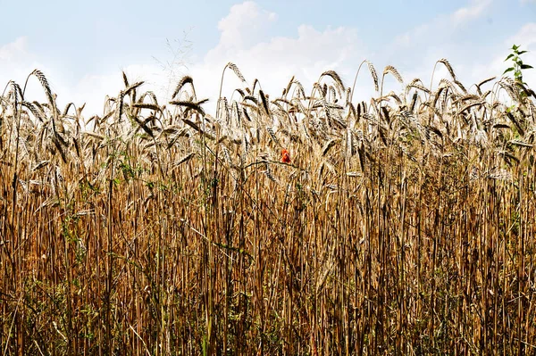 Golden corn field — Stock Photo, Image
