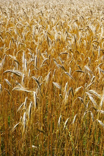 Campo de maíz dorado — Foto de Stock