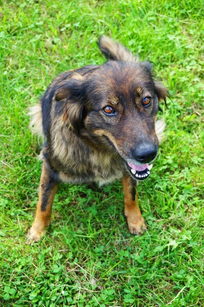 Hund schaut mich an — Stockfoto